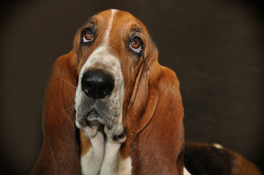 Basset tundub meeldiv. Sellisele suuilmele on raske vastu panna, aga mõnikord on see parim lahendus.