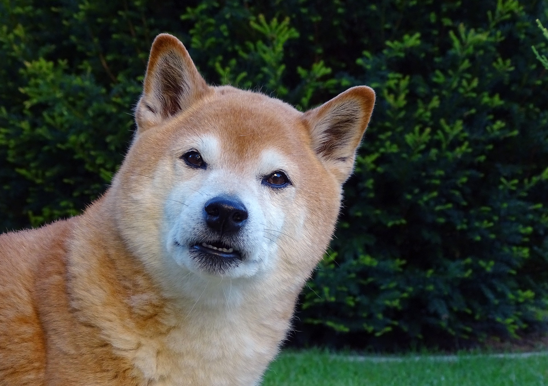 Shiba inu on koerad, kellel on tugev jahipidamisinstinkt. Nad ei sobi kodudesse, kus elavad juba teised, väiksemad loomad – need võivad saada shiba potentsiaalseteks ohvriteks.