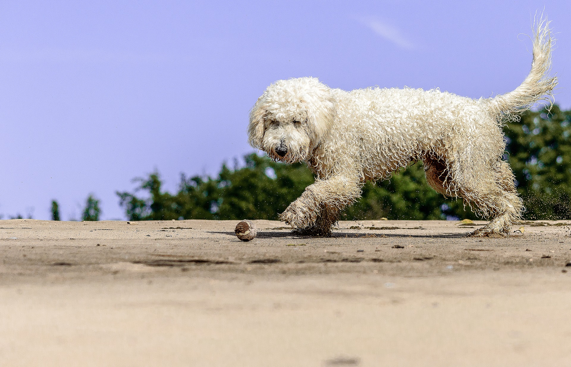 Goldendoodle ilmus 1969. aastal. Ta on Leedus üsna vähetuntud, kuid populaarne Austraalias ja Ameerika Ühendriikides.