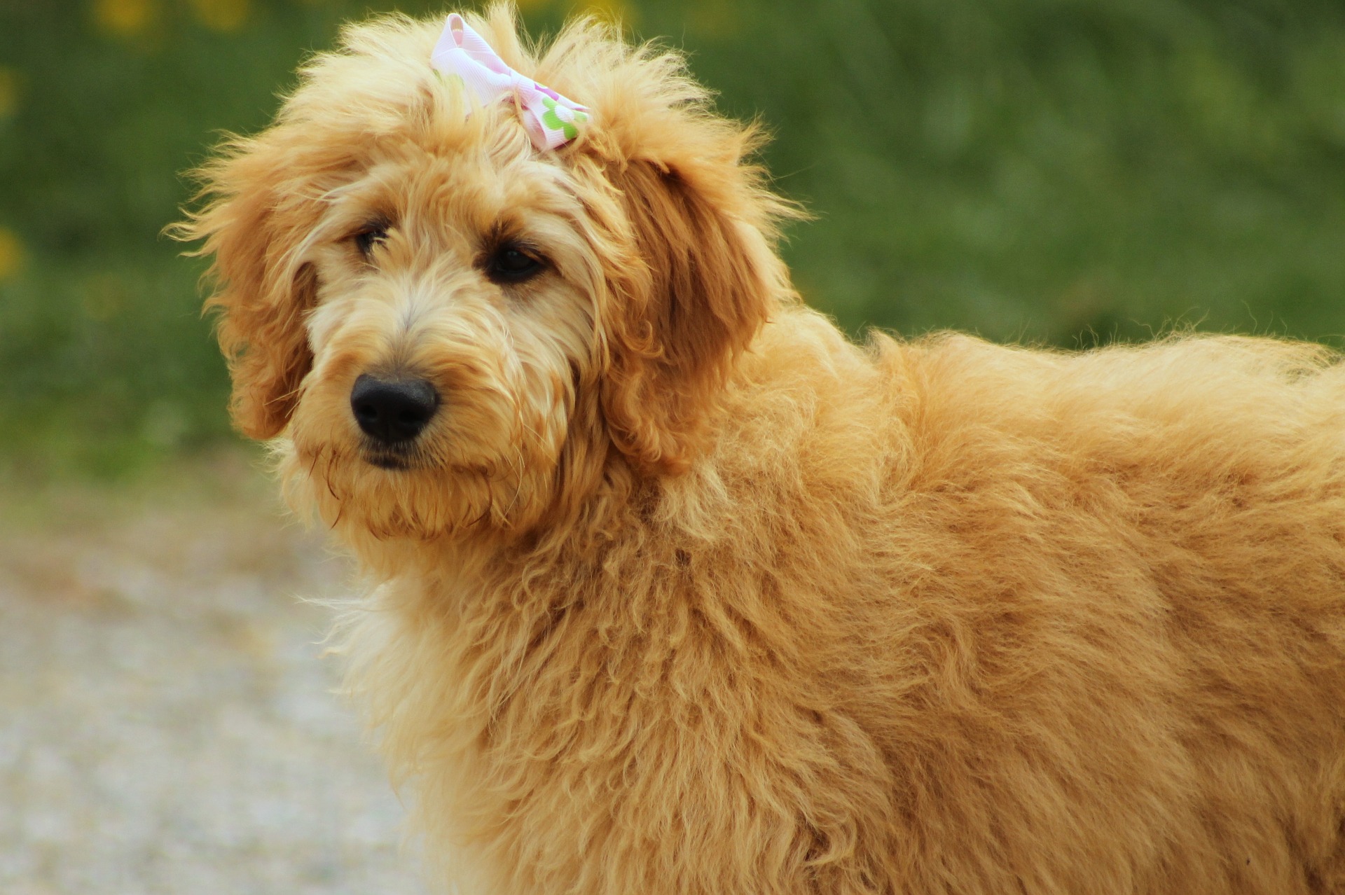 Goldendoodle on koer, kes on saanud alguse kuldse retriiveri ja puudli ristamisest. Sellist hübriidi ei tunnusta Rahvusvaheline Kinoloogide Föderatsioon.