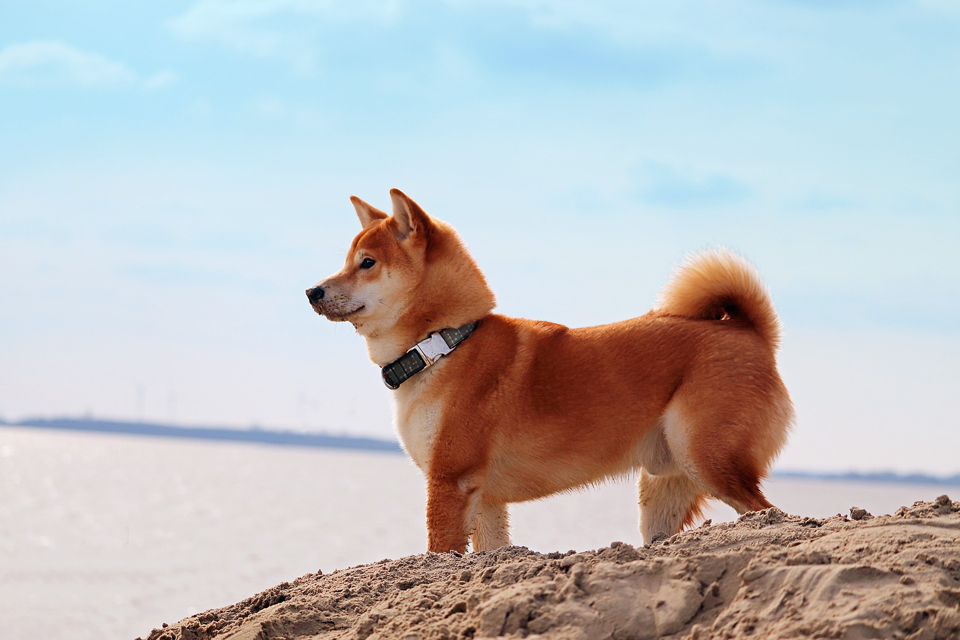 Shiba inu on väga targad ja kangekaelne. Nad armastavad mõistatusi lahendada ja treeningutel osaleda.