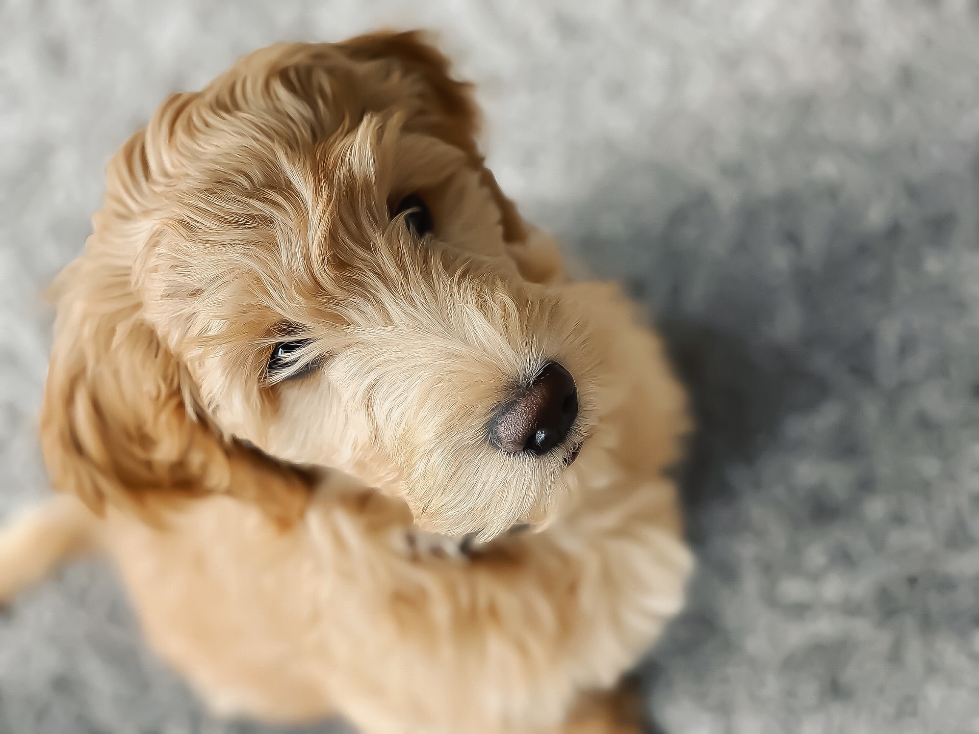 Goldendoodle'i koonus koos lokkis karvadega meenutab karu. Goldendoodle'i armas välimus on tema eelis, kuid samal ajal tekitab ka palju muret – pidage meeles, et ta on ikkagi koer ja tal on spetsiifilised vajadused.