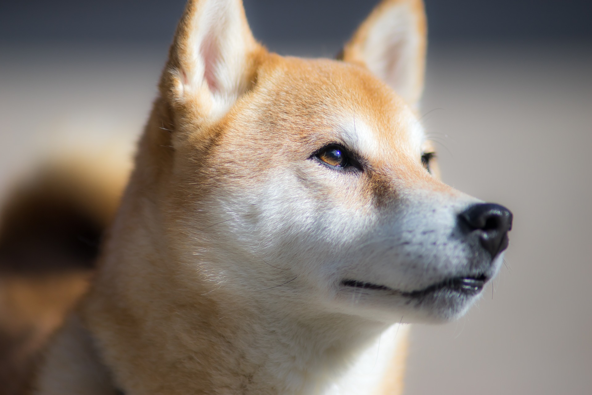 Shiba inu koer ei ole haigustele kalduv, ta on tavaliselt hea tervise ja seisundiga kuni hiliseks eakuseni.